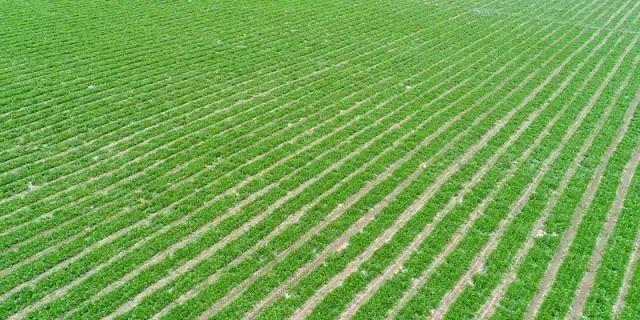 高考地理必背 20种主要农作物成长习性、种植方式及影响因素全解析