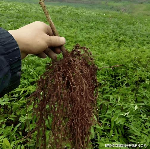 甲壳素液体地膜:给农作物的"全能防护+营养助力",解锁种植新优势